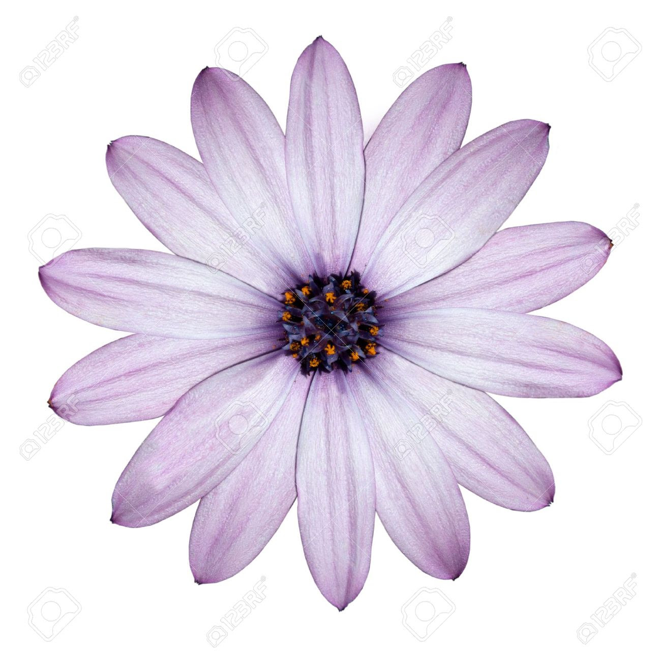 Single Flower White Background No Watermark