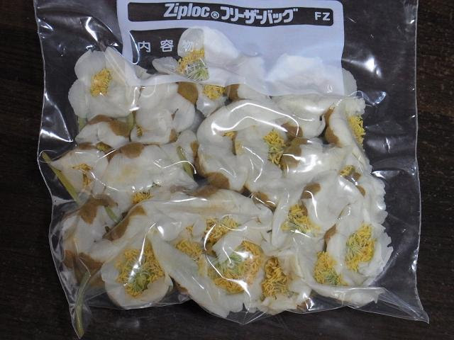 キウイの雄花を冷凍保存 今日を紡いで