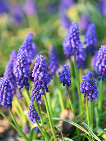 Container Plant Designs on Grape Hyacinth Plant Encyclopedia Bhg Com