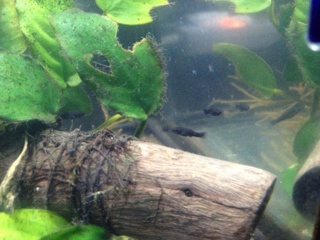 ブラックモーリー稚魚の合計と出すもの出してスリムになったママの姿を発表