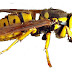 Large Black Wasp With Two Yellow Stripes / It's red, yellow, and black in color and has the markings of a hornet where the stripes seem to connect by a.