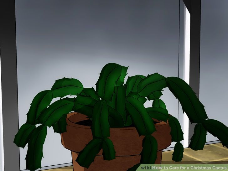Care for a Christmas Cactus Step 10.jpg