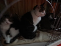 DSC07929