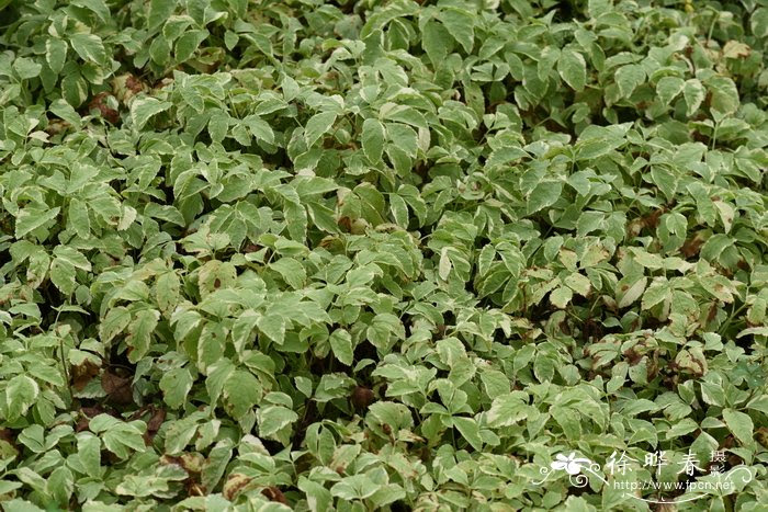 花叶羊角芹aegopodium Podagraria Variegatum 花卉图片网