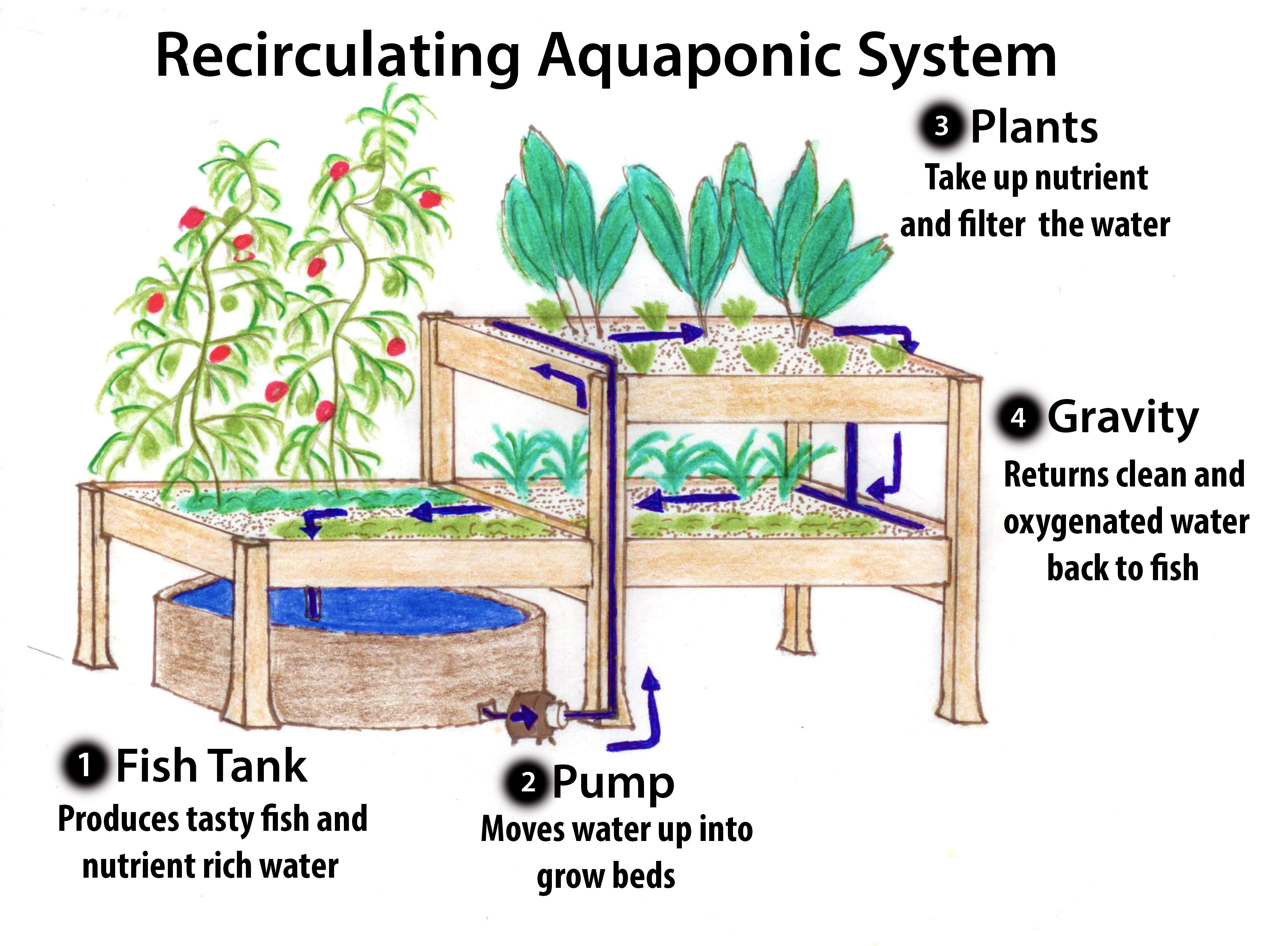 Victoria Aquaponics | Mason Street Farm
