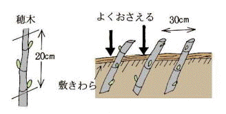 イチジクづくりのポイント 奈良県公式ホームページ