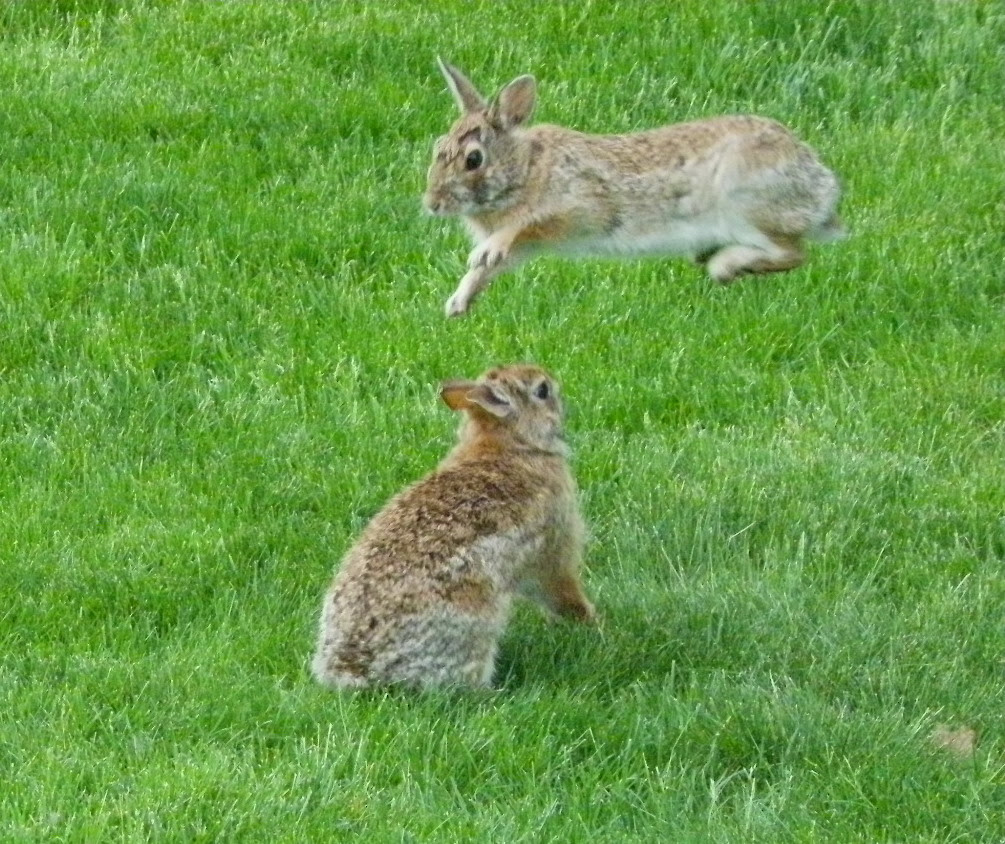 野うさぎ と ニュージャージーの四季 ジャンプして あそぶ 野ウサギ