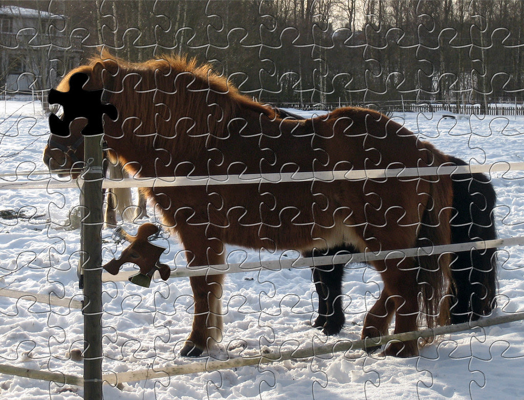 Puzzled Horse