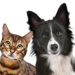 Dogs And Cats Living Together Mass Hysteria Reinforcements