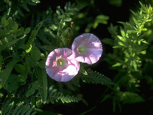 植物となかよしになる講座 １ 旧 Blog みんなの広場
