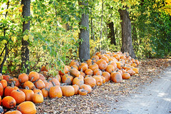 miller's farm, pumpkin patch