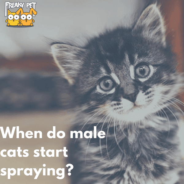 When Do Male Cats Start Spraying Freakypet