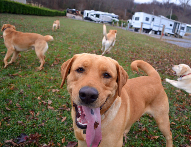 duke, jake, pouncey, harley, blizzard