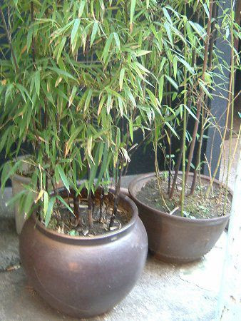黒竹は 茎が黒い竹です 鉢植えで育てるには 水やりに注意を