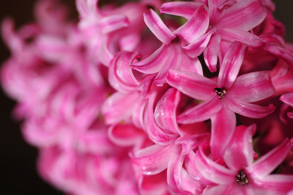 Valentine Hyacinths
