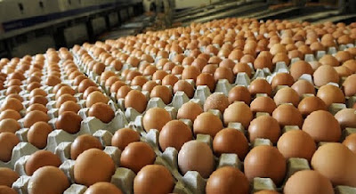 Harga Telur Ayam di Ambon Mulai Turun
