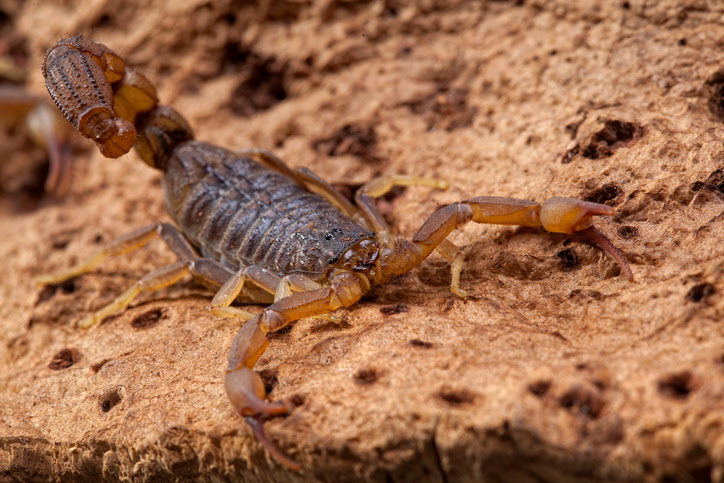 striped-scorpion-slug-a-bug.jpg
