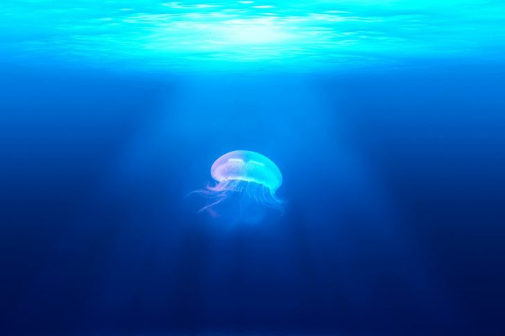 海底２万マイルは子供は怖い 仕組みや隠れアリエル 声優は 東京ディズニーランド シー旅行の攻略ブログ Tdrおとく旅
