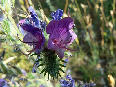 fleur mauve.jpg