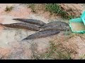 Amazing Fishing Videos Catch A lot Of Fish By Basket Fish Trap-Traditional Best Basket Trap Fishing