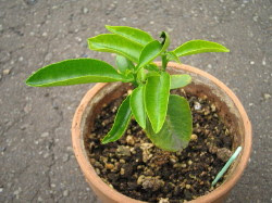 種からのみかん15 つらつら帳