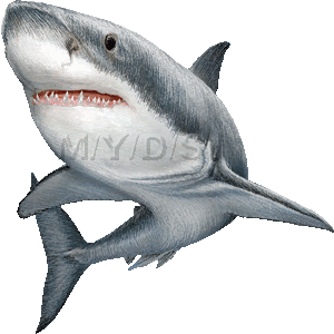 頬白鮫 ホホジロ ザメ ホオジロ ザメ サメのイラスト 条件付フリー素材集