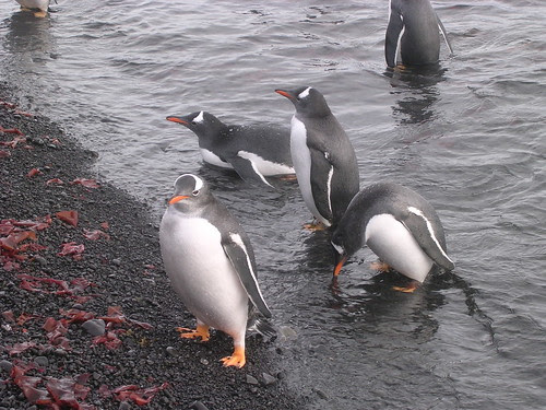 Gentoo penguins by Iain B. of Over