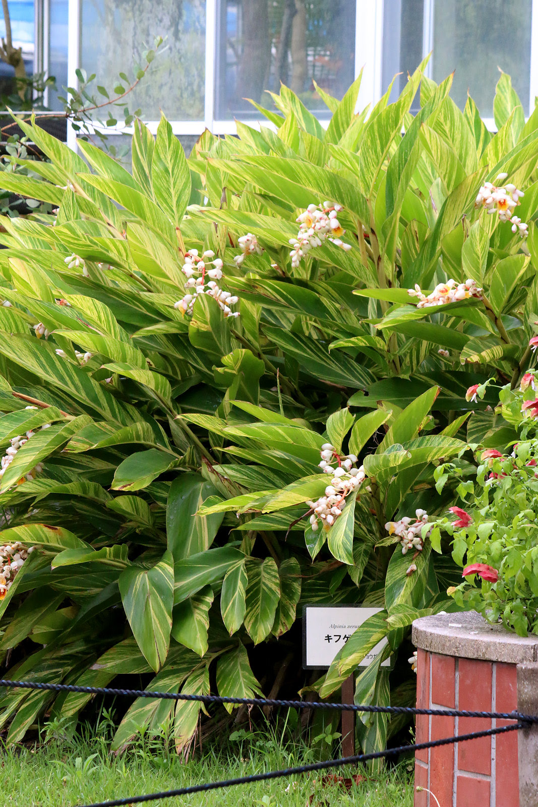 お花の写真集 ゲットウ 月桃
