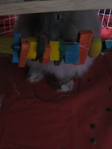 Timid Bunny