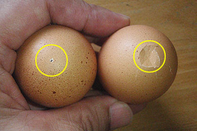 ゆで卵の殻がむけない そんな時は卵に穴をあけると効果が