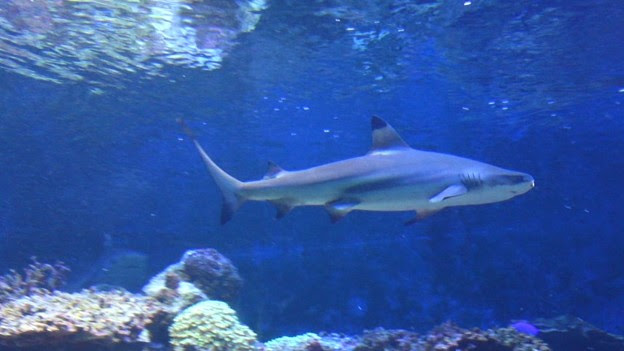 江ノ水のサメは小さい サ 写真共有サイト フォト蔵