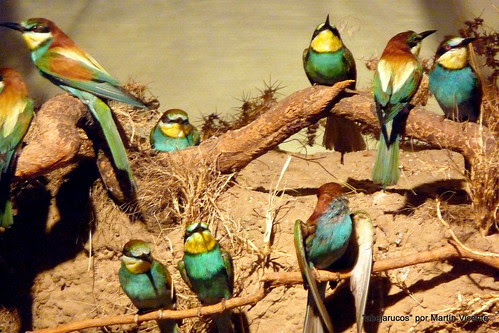 En el Museo de Ciencias Naturales: abejarucos