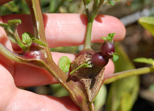 Foula Red forming stem tubers