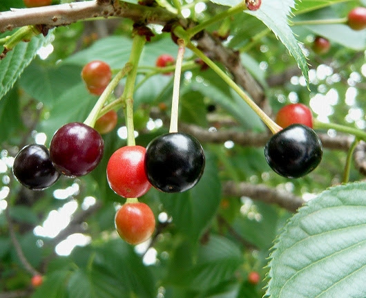 初夏から秋の木の実の味 食べる