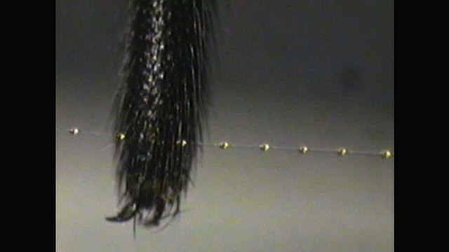 A hairy spiders leg contacts a sticky web thread