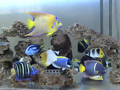 30 Off 海水魚 観賞魚 サンプル画像 生体 海水魚 ベラ スパニッシュホグフィッシュ M Mlサイズ 1匹 7 9cm アクアリウム ペット 生体 海水魚 観賞魚生体