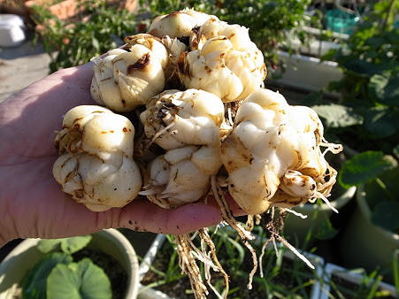 ゆり根 食用ユリ 栽培 植え付け 収穫までの育て方 暇人主婦の家庭菜園 楽天ブログ