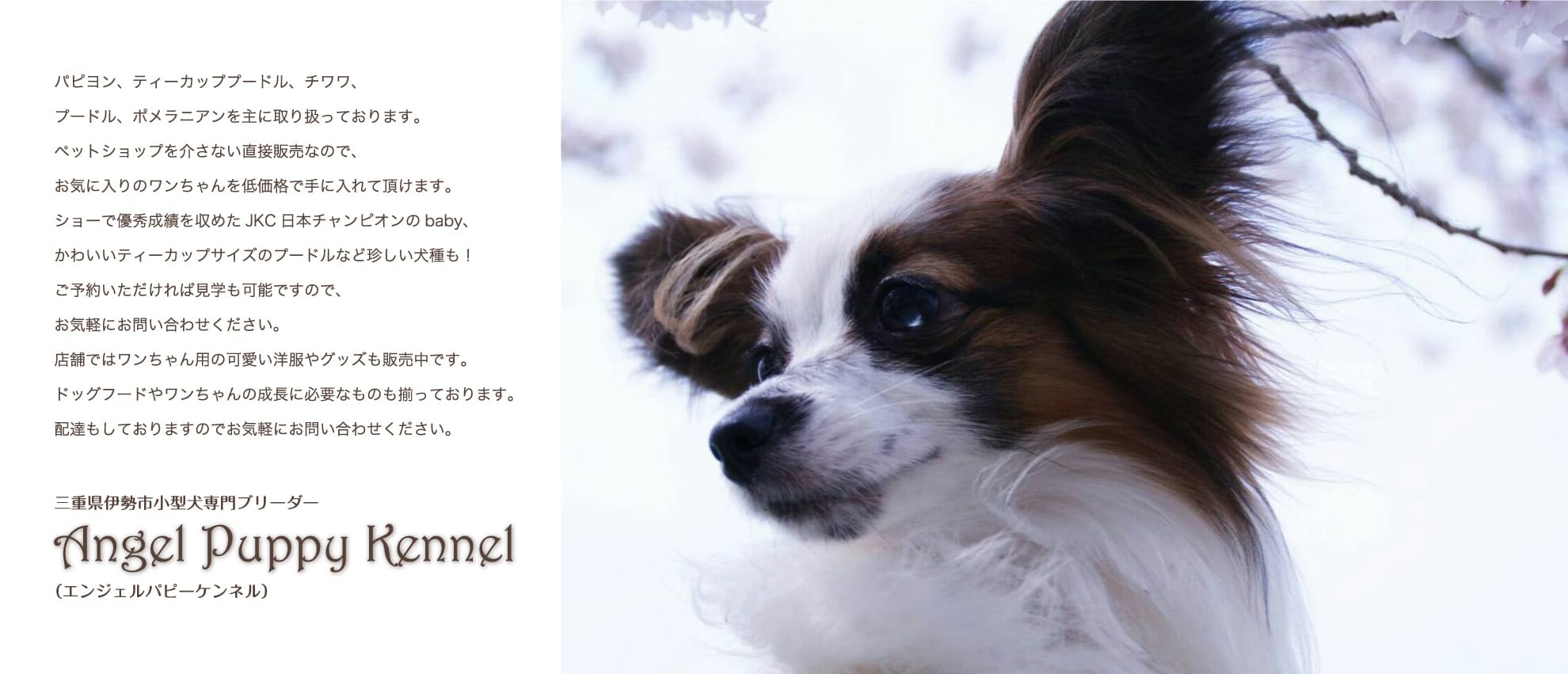 Angel Puppy Kennel 三重県伊勢市の小型犬専門ブリーダー