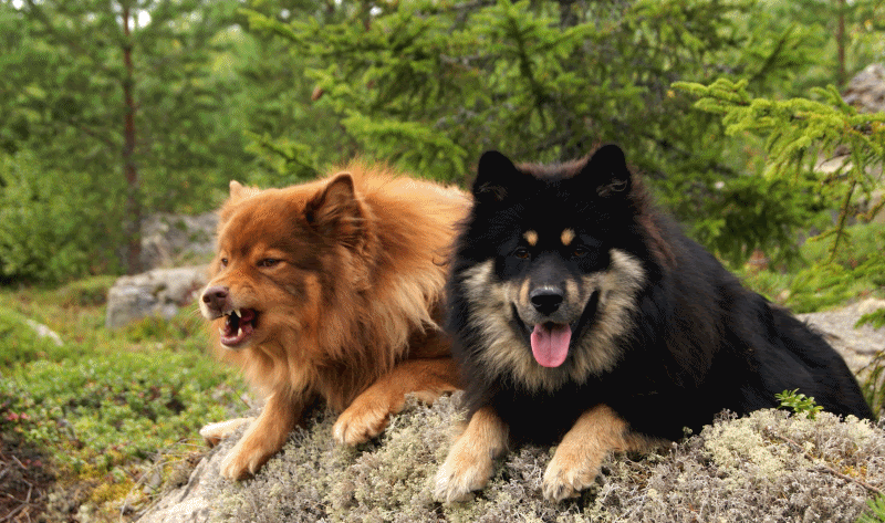  photo anigif_zpsc8071865.gif