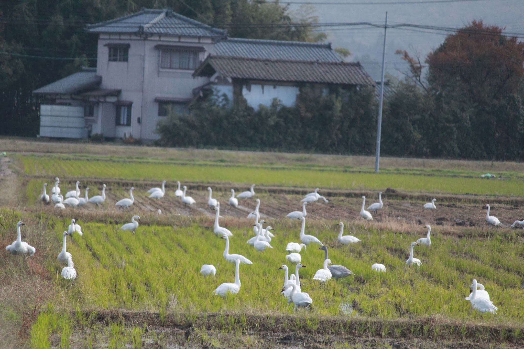 な なんと 白鳥軍団 田んぼに現る Geoc