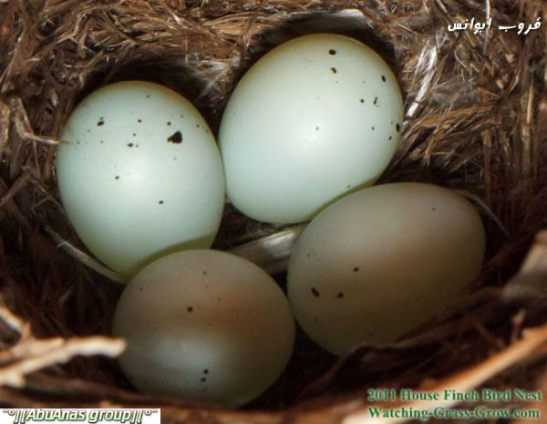 عش العصافير