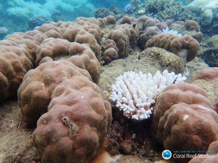 豪グレートバリアリーフが壊滅死 １６年の水温上昇で全体の３割 オーストラリア グレートバリアリーフで 著しく白化したサンゴ 中央右 ガーガリー トーダ氏撮影 オーストラリア研究会議サンゴ礁研究センター提供 共同 四国新聞社