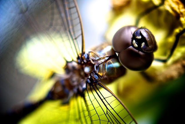 bug, macro, big