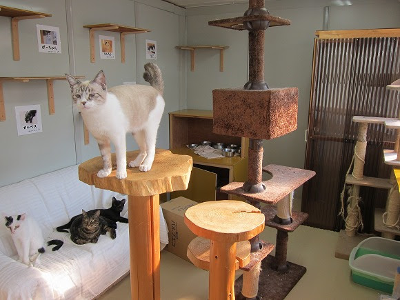 Npo法人犬と猫のためのライフボート Book募金 ブック募金