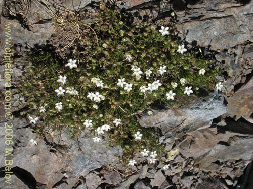 Description And Images Of Spergularia Sp 1701 A Native Chilean Plant Provided By The Supplier Of Native Exotic Chilean Seeds Chileflora Com
