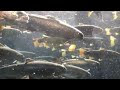 Salmon in Sapporo, Hokkaido, Japan.