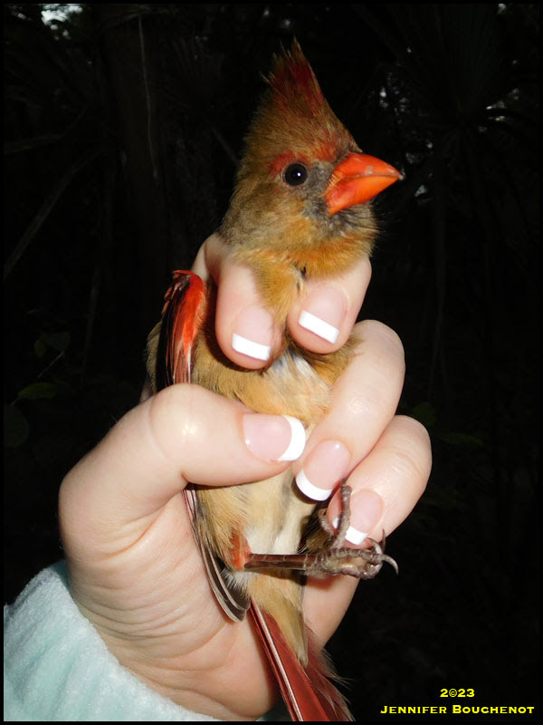 Northern Cardinal
