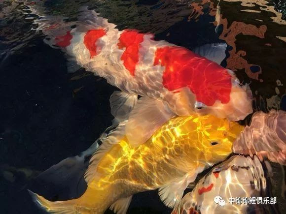鱼病 锦鲤鳃病你知道哪些 寄生虫