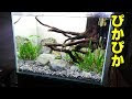 √99以上 熱帯魚 コケ取り 779219-熱帯魚 コケ取り