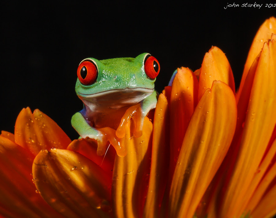 500px favs, rg443